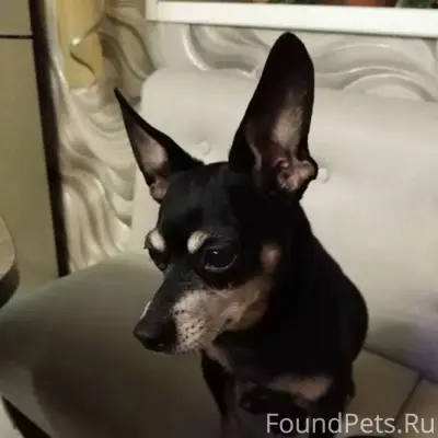 Апатиты. Кто потерял собаку? Н...