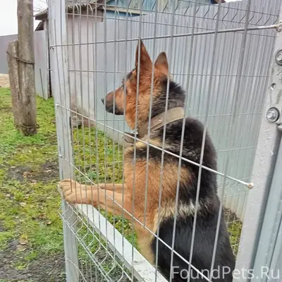 Потерялся пёс (немецкая овчарк...