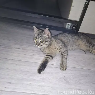 Добрый вечер! Найден котёнок в...