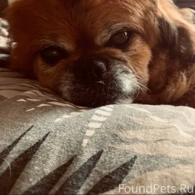 Пропала собака. Если кто видел...