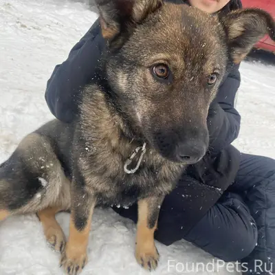 Найдена собака, вроде как дево...