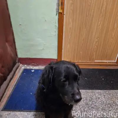 Увязалась собака, с синем ошей...