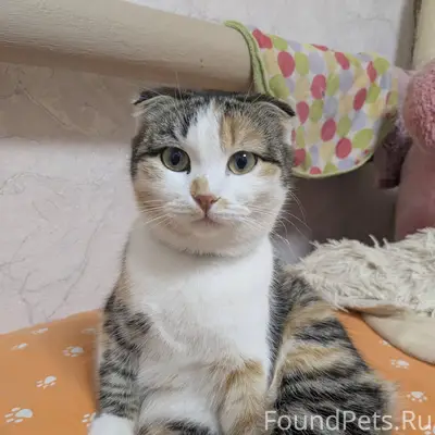 🐱 ПОМОГИТЕ НАЙТИ АСЮ! Вислоуха...