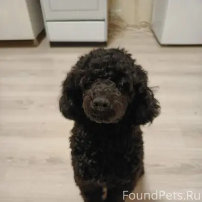 Пропала собака пудель‼️‼️‼️‼️‼...