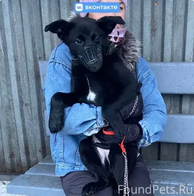 В новогоднюю ночь пропал щенок...