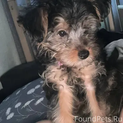 🆘🆘🆘🆘🆘 Потерялся щенок окраса ч...