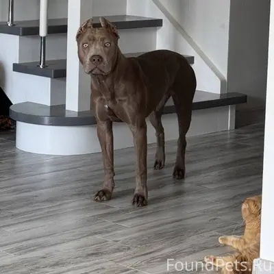 Пропала собака! В новогоднюю н...