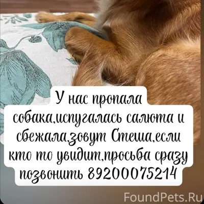 🆘Внимание! 🆘Ясенцы, Ворсма!🆘 В...