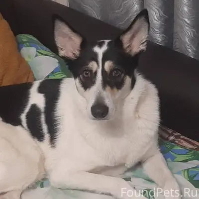 1.01.2026 убежала собака.После...