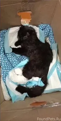 Сумма к сбору 1 556 руб...