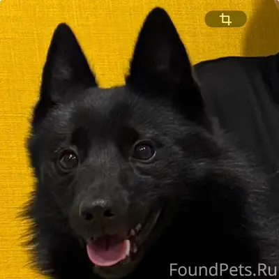 Пропала собака в районе Аксено...