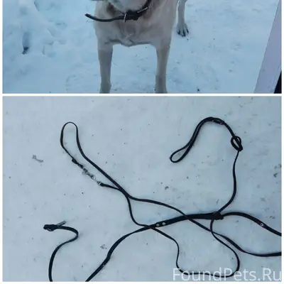 Ищем хозяев!!!!! Срочно!!!! Не...