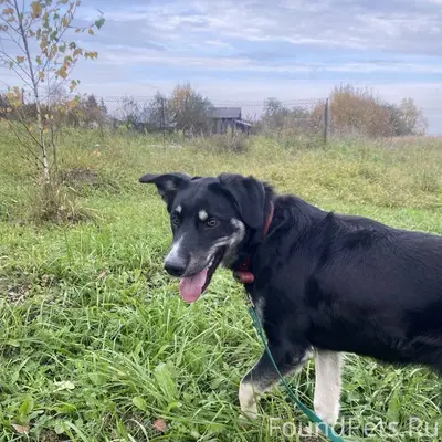 ПРОПАЛ ЩЕНОК 01.01.26 в...