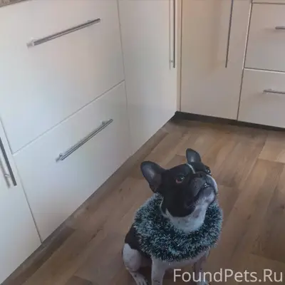 Потерялась собака французский ...