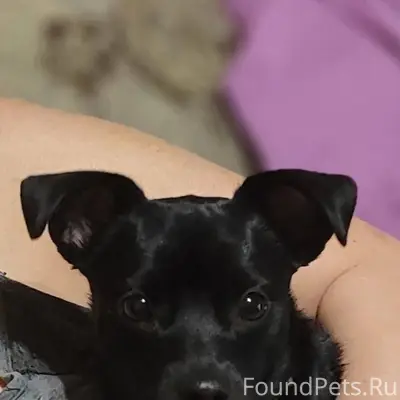 Пропала собака в первом микрор...