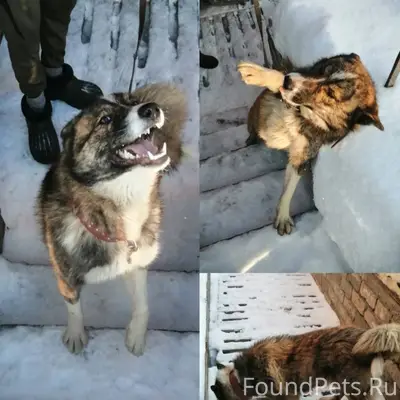 Внимание! Ищем хозяев! Первого...