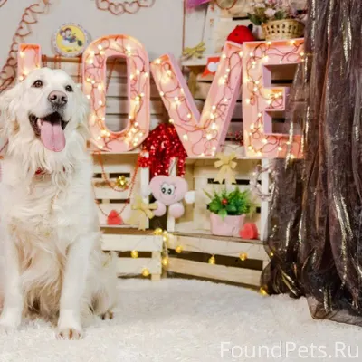 Пропала собака, золотистый рет...