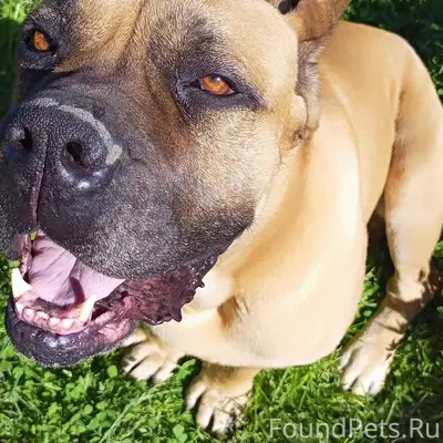 Пропала собака Кане Корсо маль...