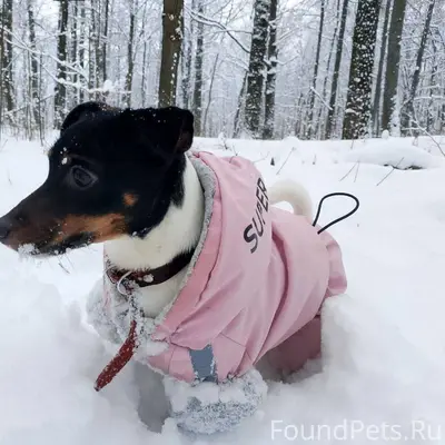 Потерялась собака в новогоднюю...