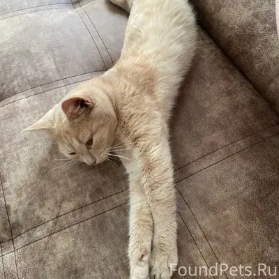 Пропал кот в районе ул. Садова...