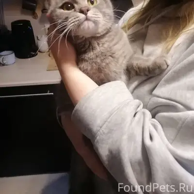 Найден кот на Чкаловской, д. 1...