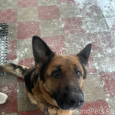 Кто потерял друга? Пес очень г...