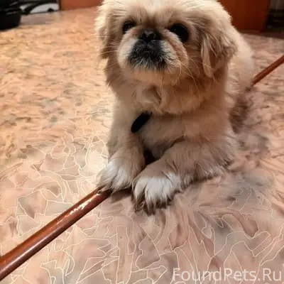 Найдена собака. Мальчик. По ви...