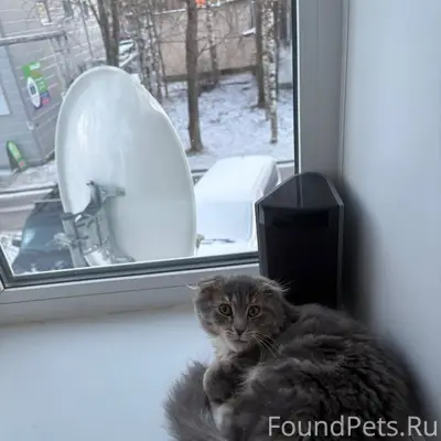 Пропал кот, в районе ленина 37...