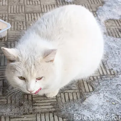 Пропал дворовый кот.Район сади...