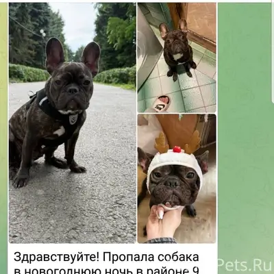 Пятигорск Здравствуйте! Пропал...