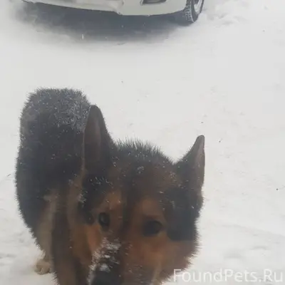Кто-то потерял Овчарку!!! Видн...