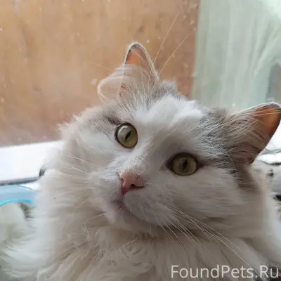 Найден крупный кот, огромный, ...