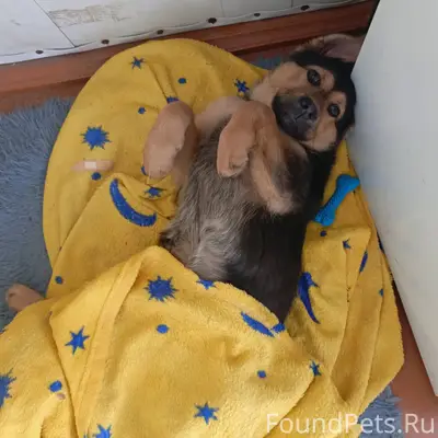 Потерялась собака, убежала в р...