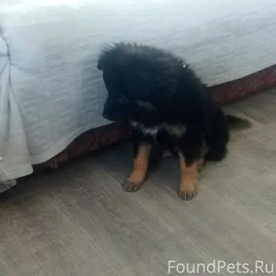 Найден ухоженный щенок в район...