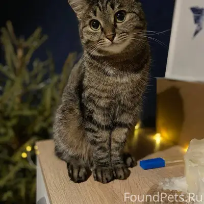 Пропала кошка (Туймазы, в райо...