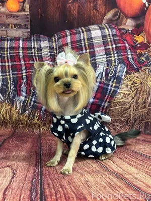 Потерялась собака Йорк девочка...