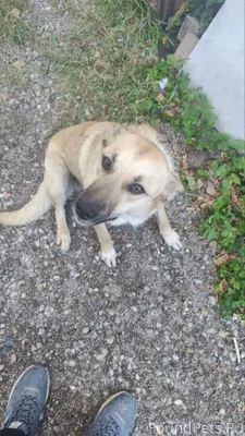 Пропала собака, в нашем районе...