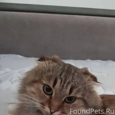 Найден кот. У кого пропал —...