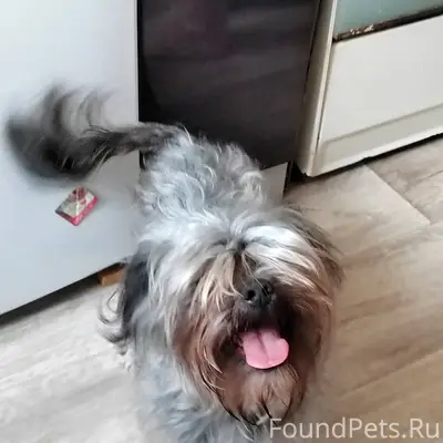 🚨Найдена собака! В новогоднюю ...