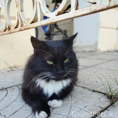 Четыре дня назад пропала кошка...