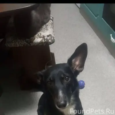 Помогите найти собаку 🐶! Потер...