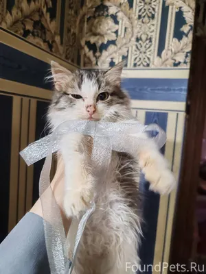 Котенок, 3 месяца, девочка в п...