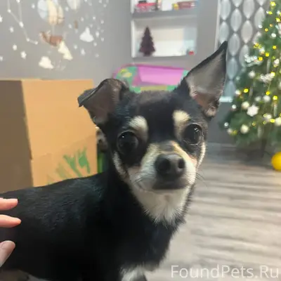 Найдена собака в районе Вышнев...