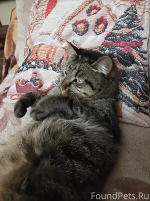 Сегодня 2 января, кошачий Новы...