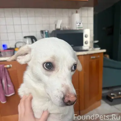 🚨ПОМОГИТЕ НАЙТИ СОБАКУ! Пропал...