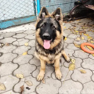 Пропала собака немецкая овчарк...