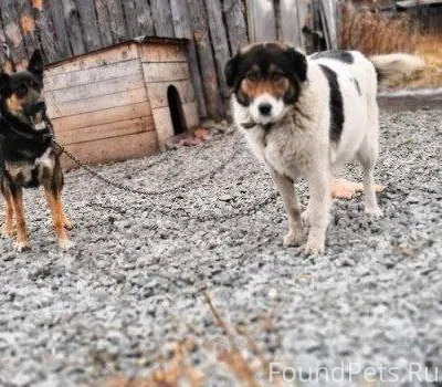 31.12.2025 пропали собаки, чер...