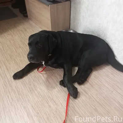 Придержали собаку (кобель).Хоз...