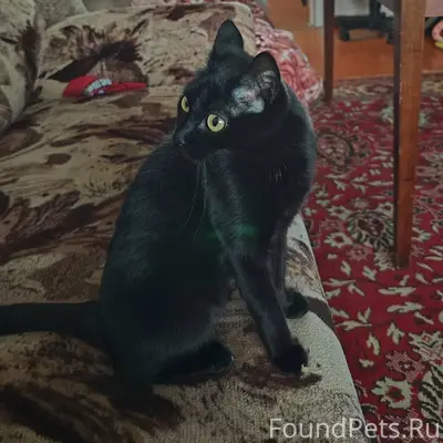 Пропала кошка с Карла Маркса, ...