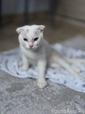 Найден кот или кошка! Посмотре...